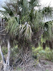 Sabal palmetto