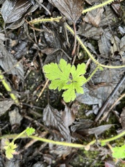 Geranium robertianum