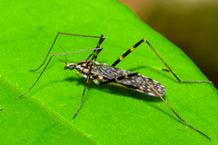 Amphineurus bicinctus