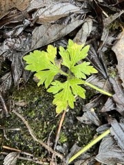 Geranium robertianum