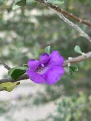 Leucophyllum