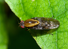 Allophylopsis