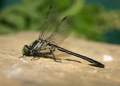 Hylogomphus adelphus