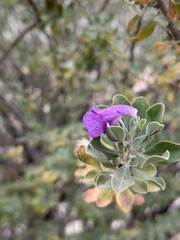 Leucophyllum