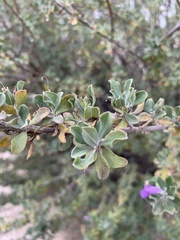 Leucophyllum