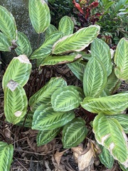Goeppertia roseopicta