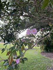 Tabebuia heterophylla