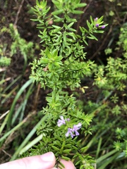 Westringia eremicola