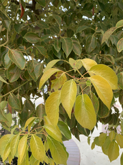 Fraxinus velutina