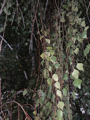 Alnus incana tenuifolia