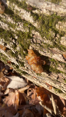 Myxarium nucleatum