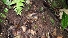 Lithobates maculatus