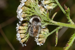 Bombus veteranus