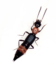 Paederus cruenticollis