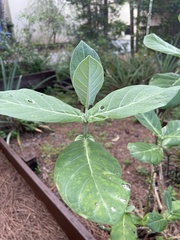 Calotropis procera