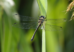 Micromidia convergens