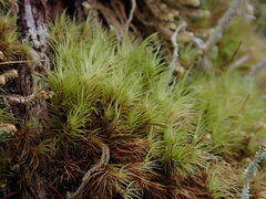 Dicranum fuscescens