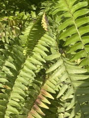 Nephrolepis exaltata