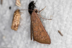 Anomis illita
