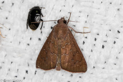 Anomis illita