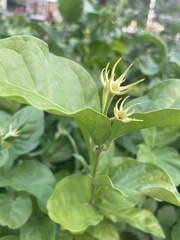 Jasminum fluminense