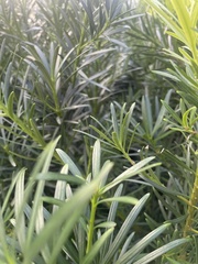 Podocarpus macrophyllus maki