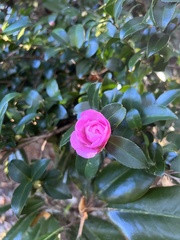 Camellia