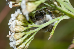 Bombus veteranus