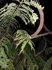 Gleditsia triacanthos