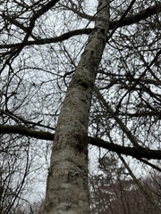 Betulaceae