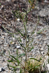 Atriplex patens
