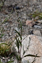 Atriplex patens