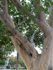Garrya elliptica