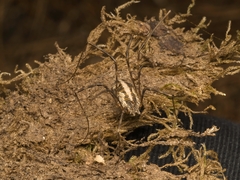 Bunochelis spinifera