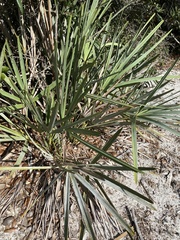 Serenoa repens