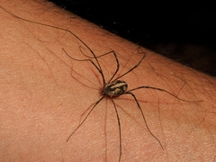 Bunochelis spinifera