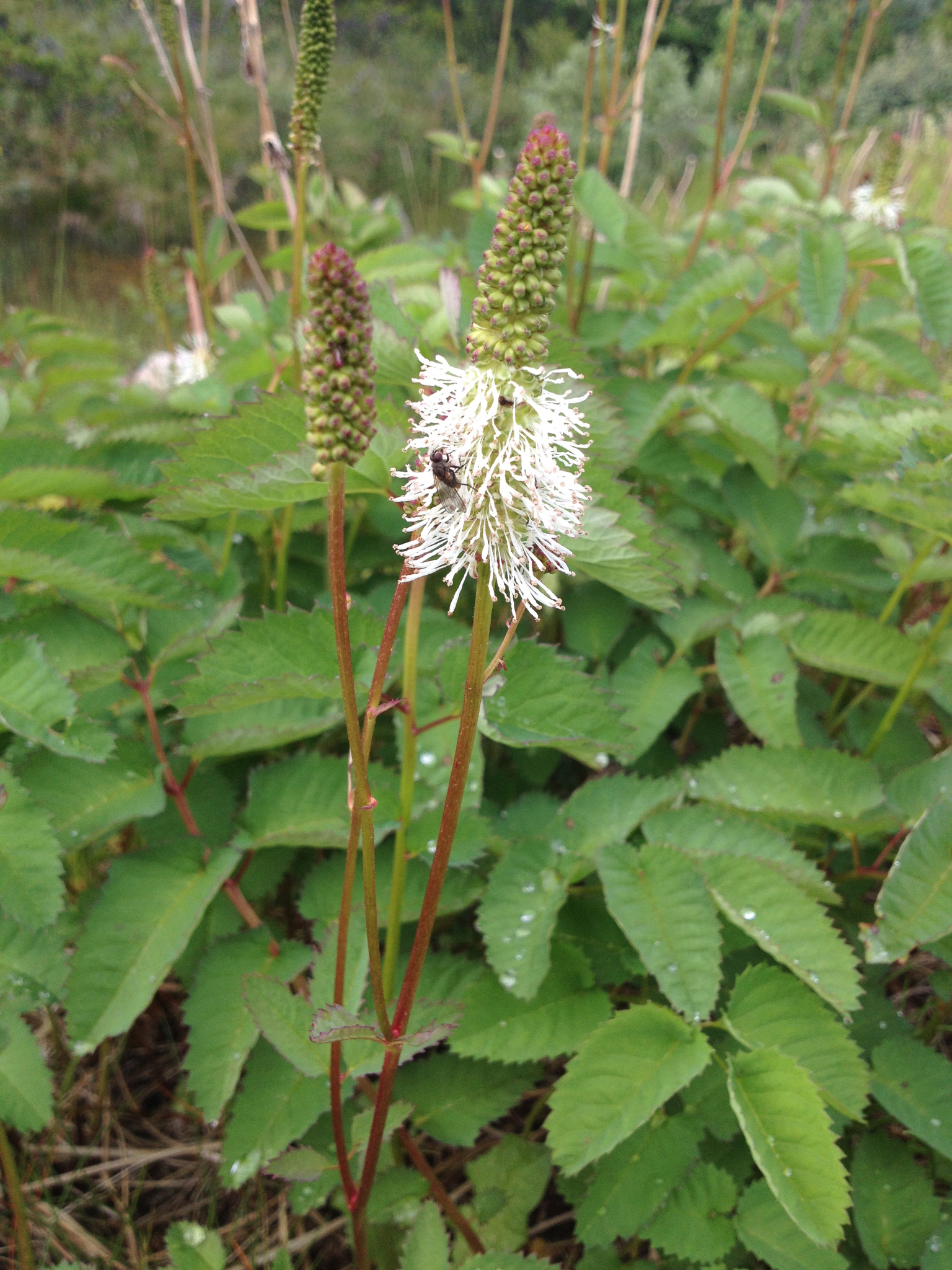 Sanguisorba stipulata