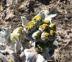 Senecio candidans
