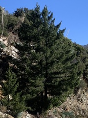 Pseudotsuga