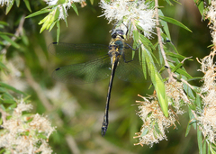 Micromidia convergens