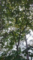 Hamamelis virginiana