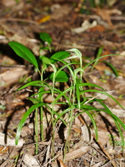 Pterostylis porrecta