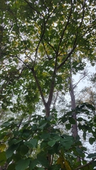 Hamamelis virginiana