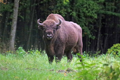 Bison bonasus