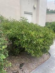 Citharexylum spinosum