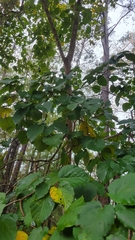Hamamelis virginiana