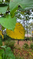 Hamamelis virginiana