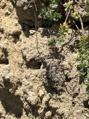 Neocicindela tuberculata