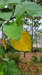 Hamamelis virginiana