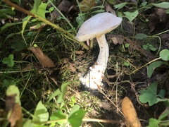 Hypomyces chrysospermus